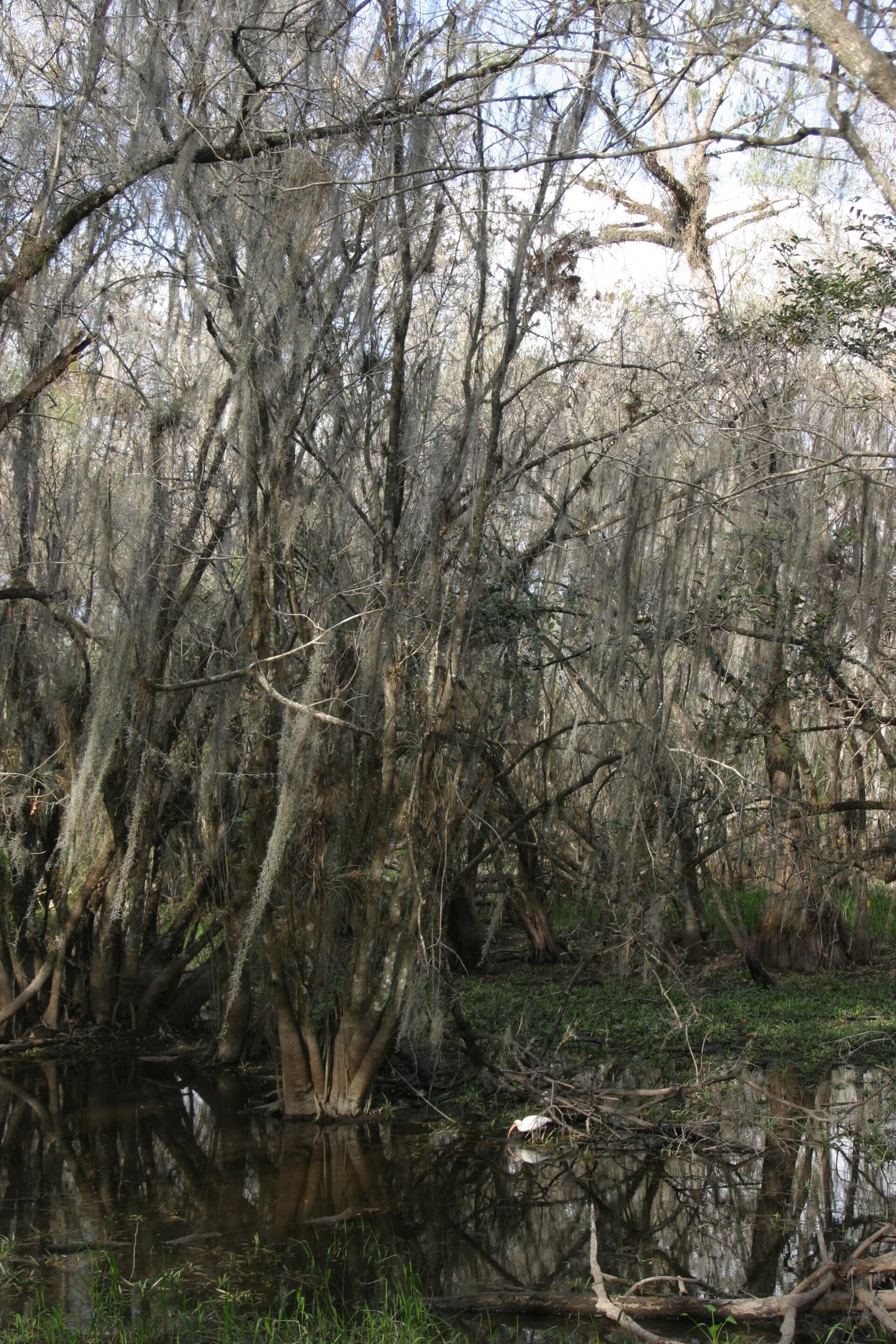 Cypress swamp in Big Cypress National Preserve, Florida, in the dry season