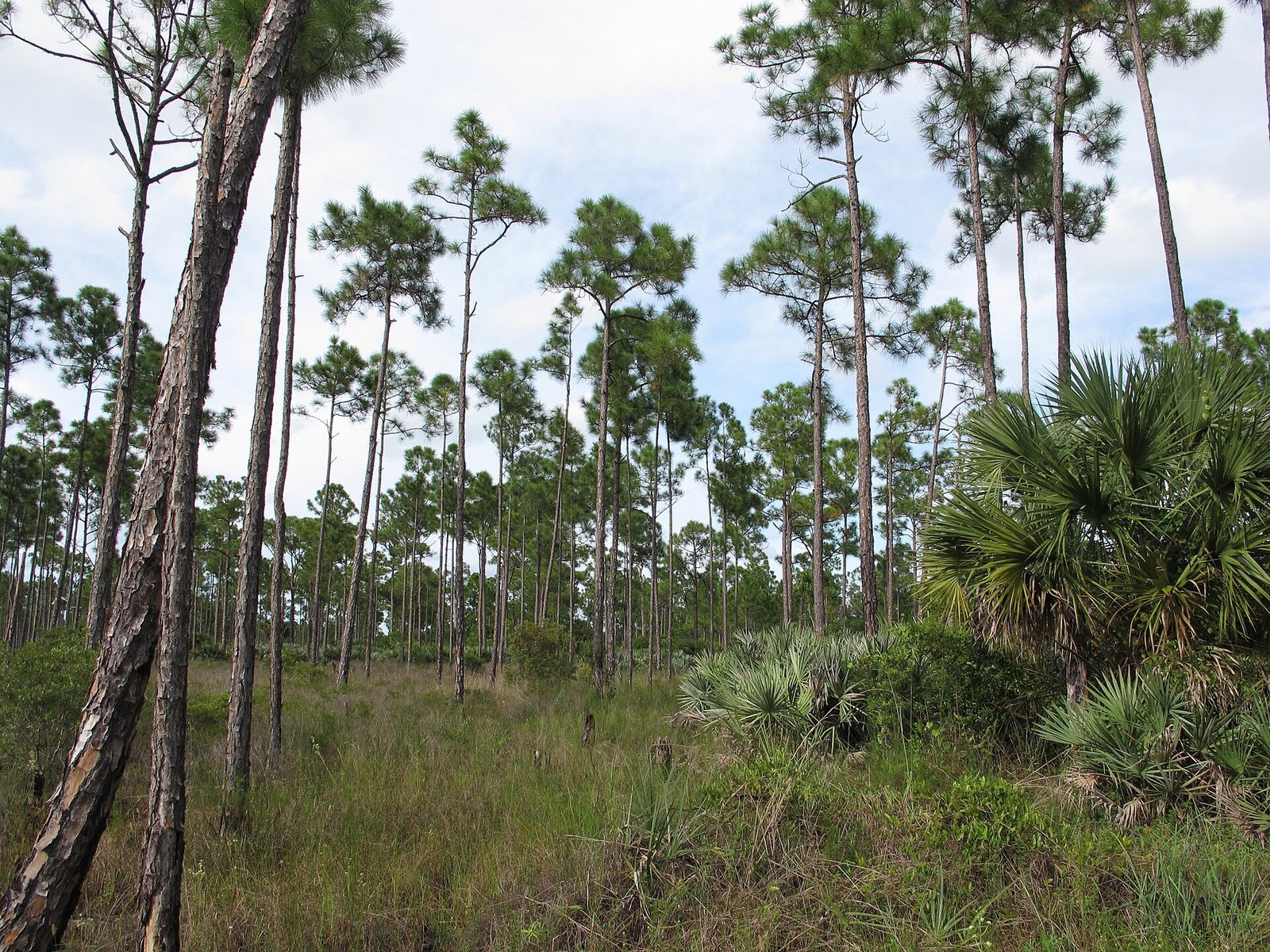Pine flatwoods in the Royal Palm Beach Pines Natural Area, Palm Beach County, Florida